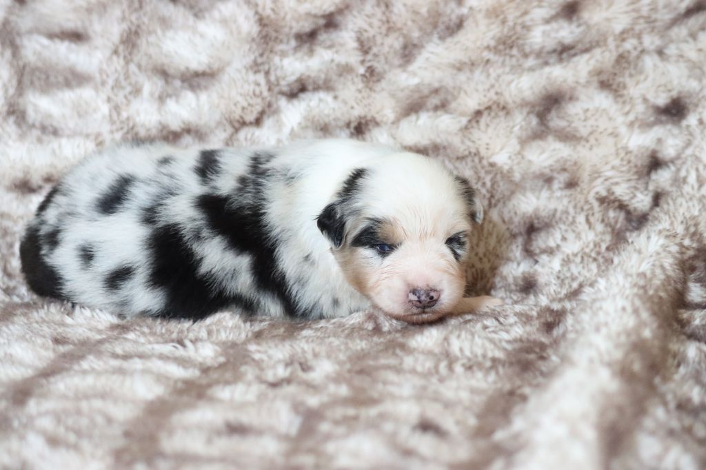 chiot Berger Australien Florence Gerbeaux