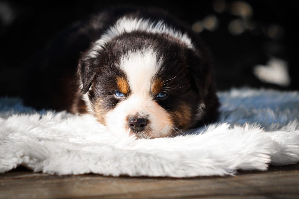 chiot Berger Australien Florence Gerbeaux