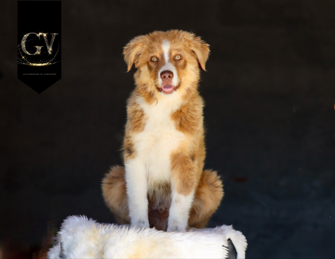 Florence Gerbeaux - Chiots disponibles - Berger Australien