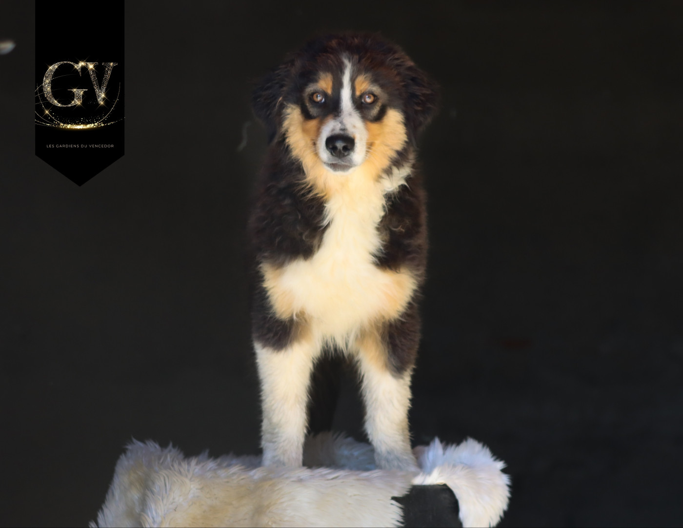 Florence Gerbeaux - Chiots disponibles - Berger Australien
