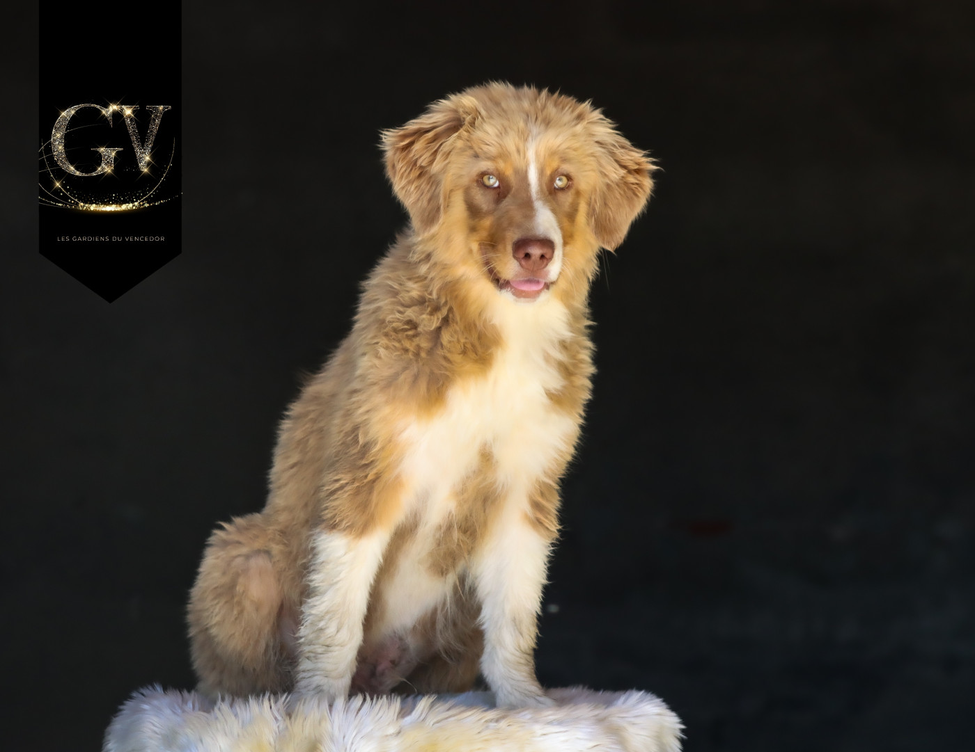 Florence Gerbeaux - Chiots disponibles - Berger Australien