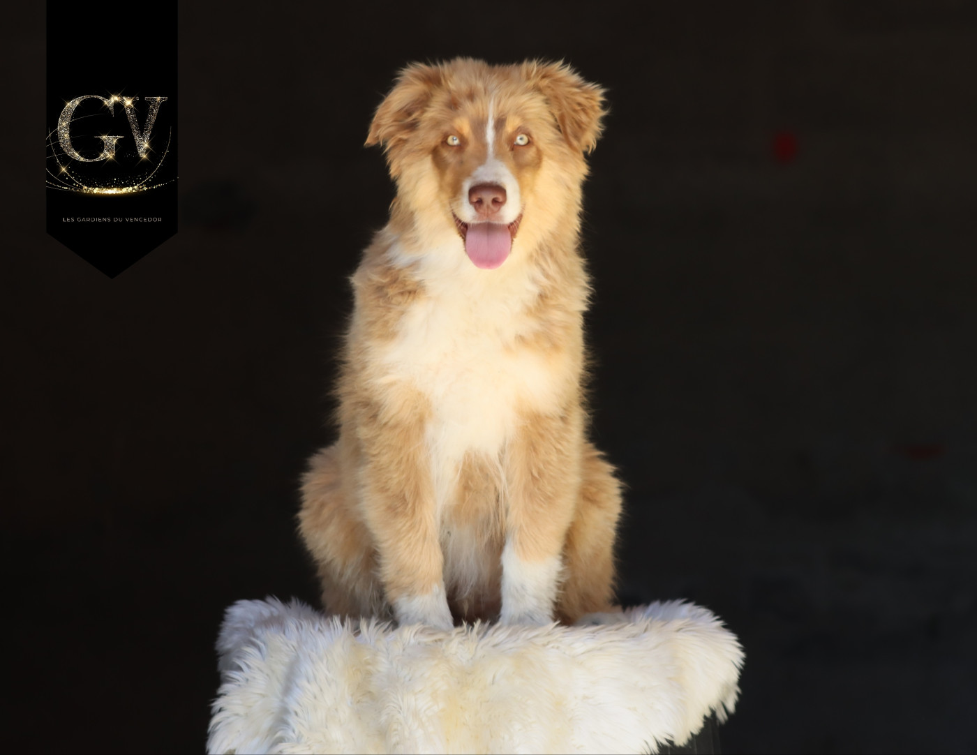 Florence Gerbeaux - Chiots disponibles - Berger Australien