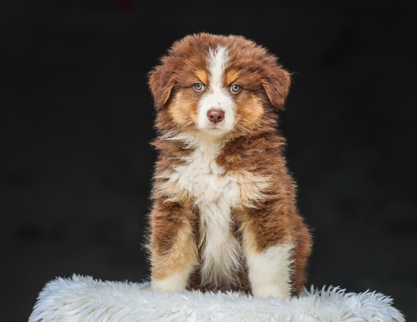 Florence Gerbeaux - Chiots disponibles - Berger Australien