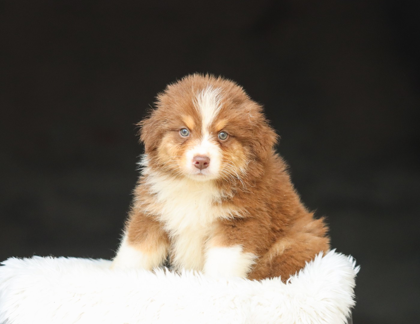 Florence Gerbeaux - Chiots disponibles - Berger Australien
