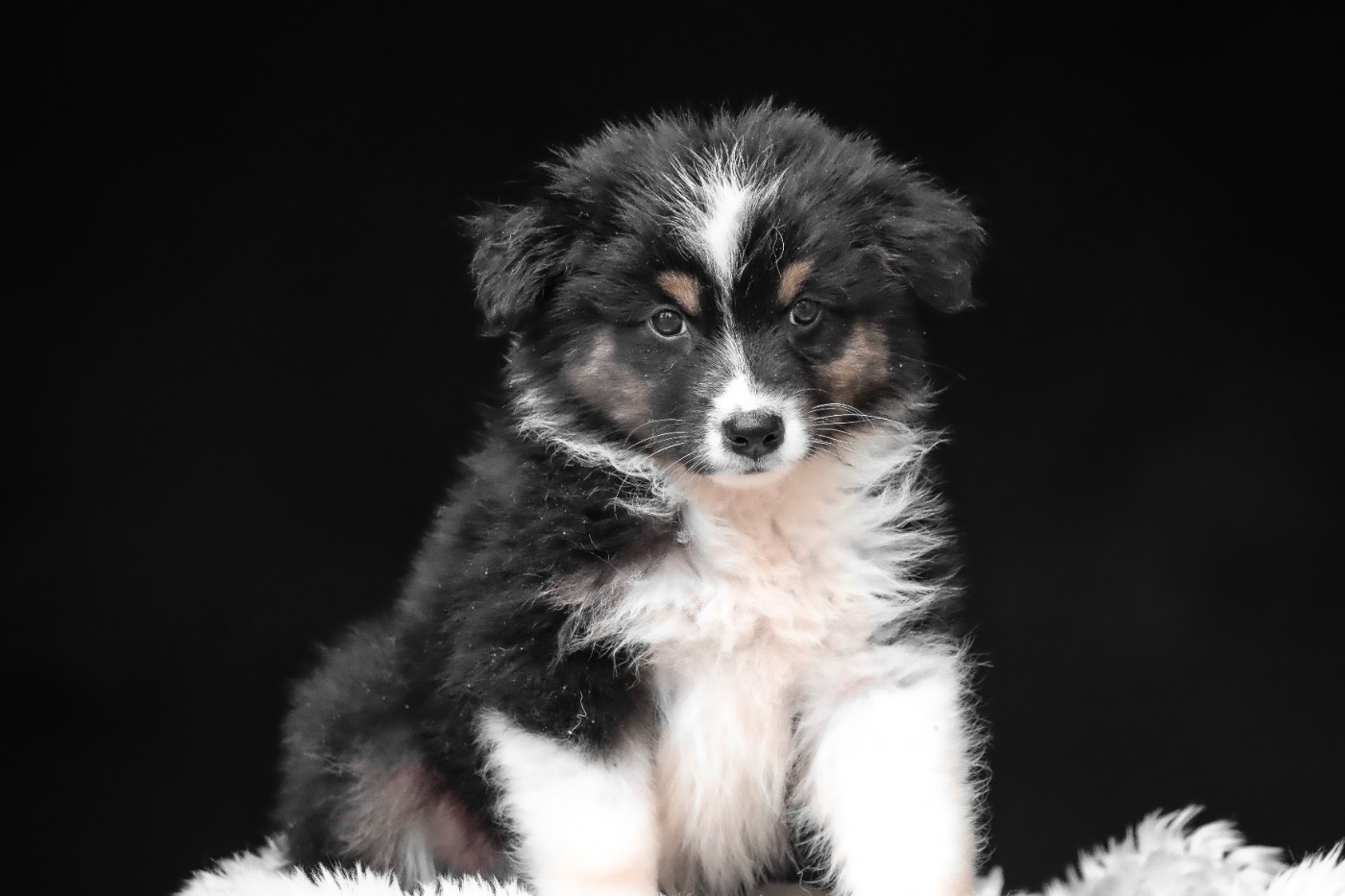 Florence Gerbeaux - Chiots disponibles - Berger Australien