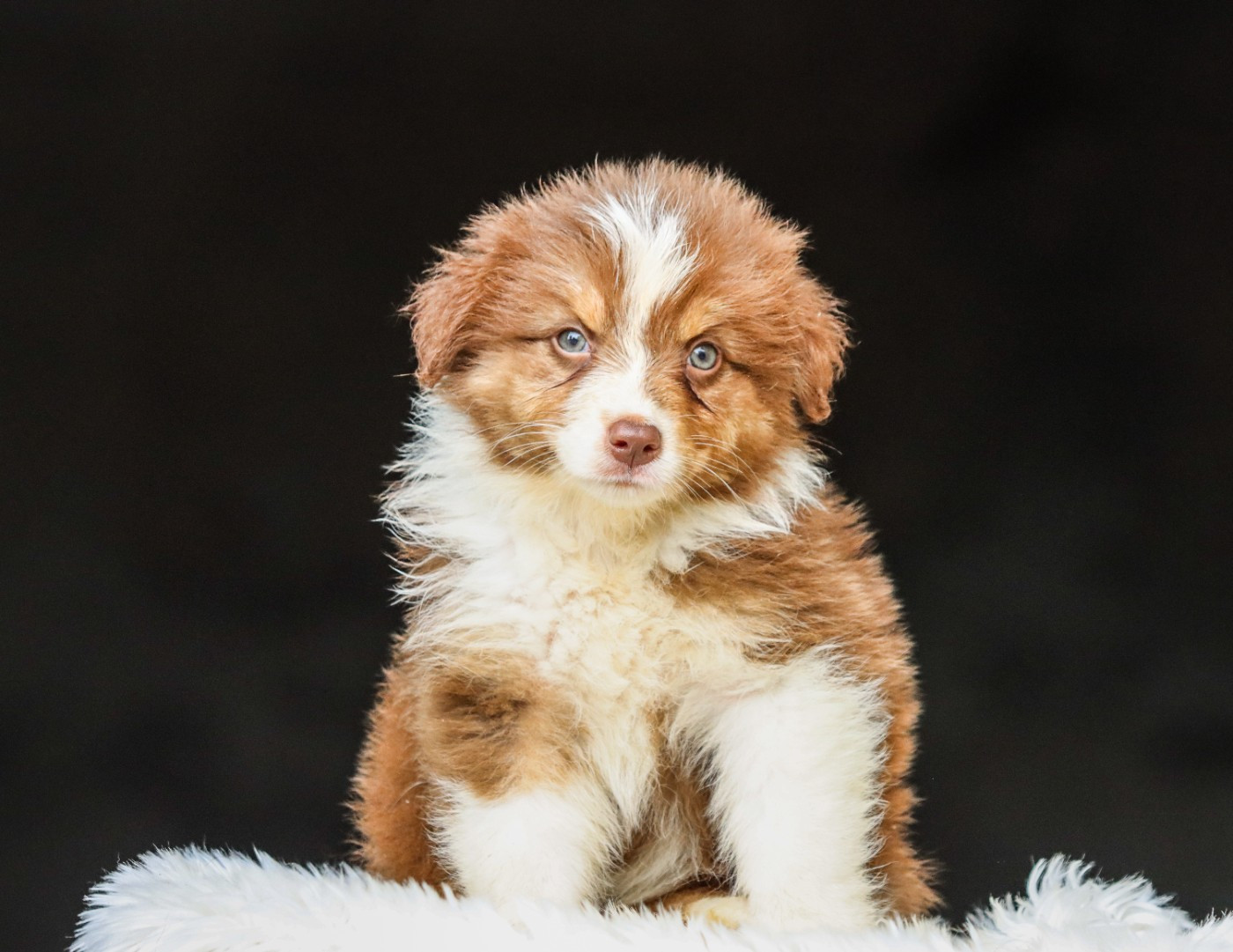 Florence Gerbeaux - Chiots disponibles - Berger Australien