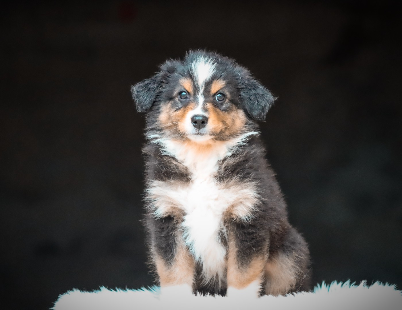 Florence Gerbeaux - Chiots disponibles - Berger Australien