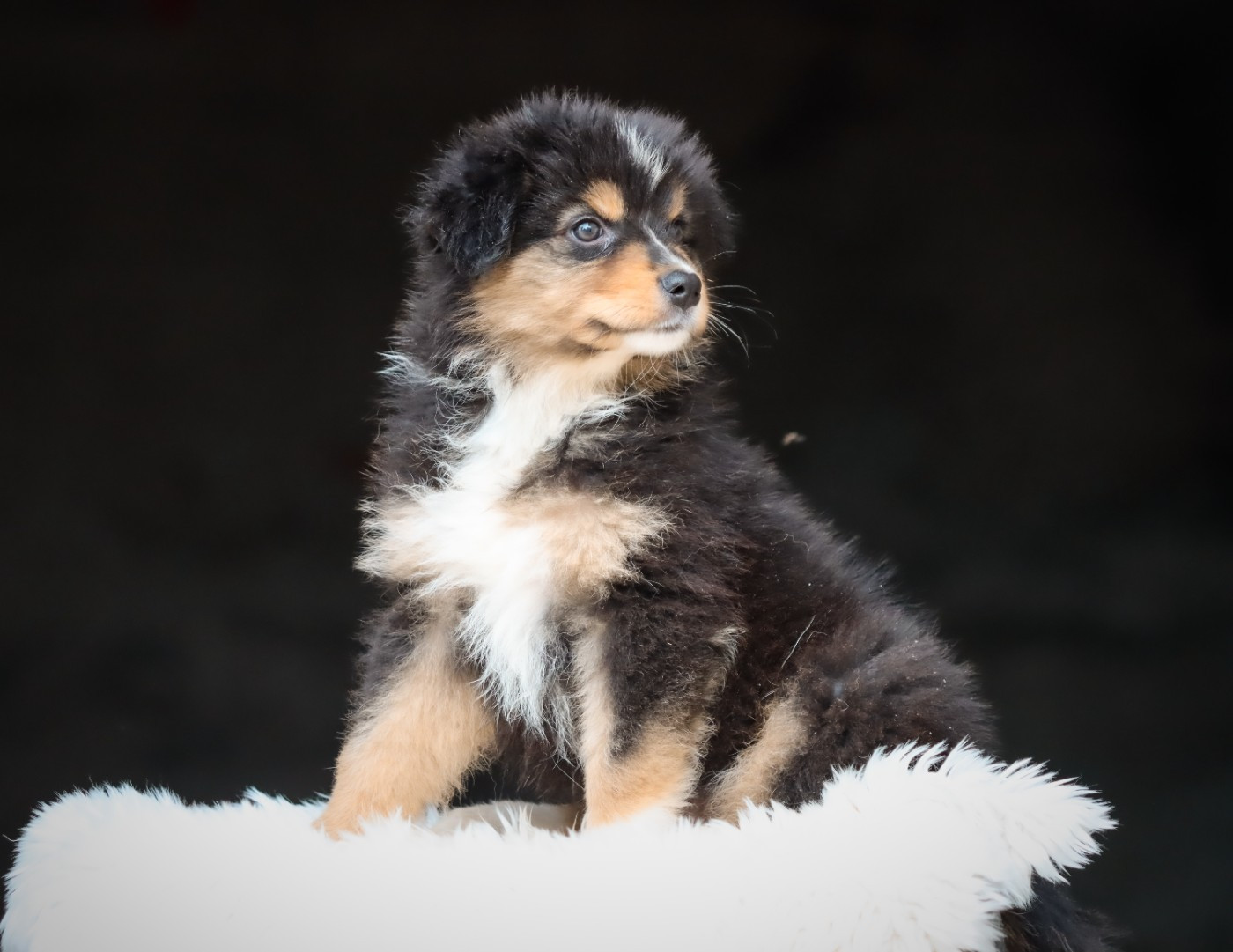 Florence Gerbeaux - Chiots disponibles - Berger Australien