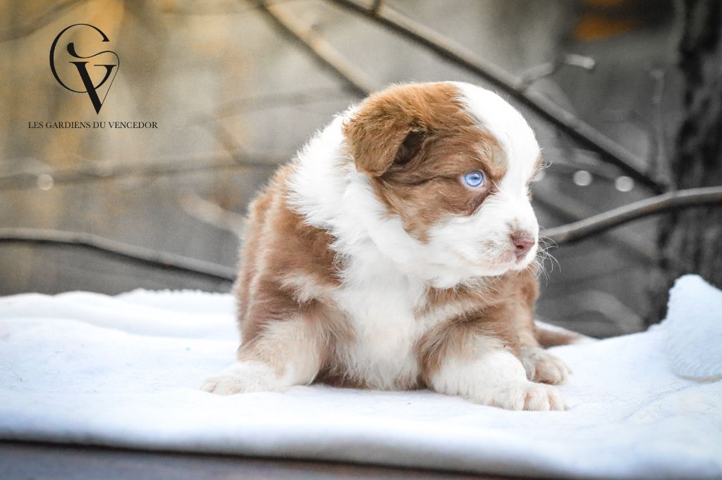 Chiot Berger Australien Florence Gerbeaux