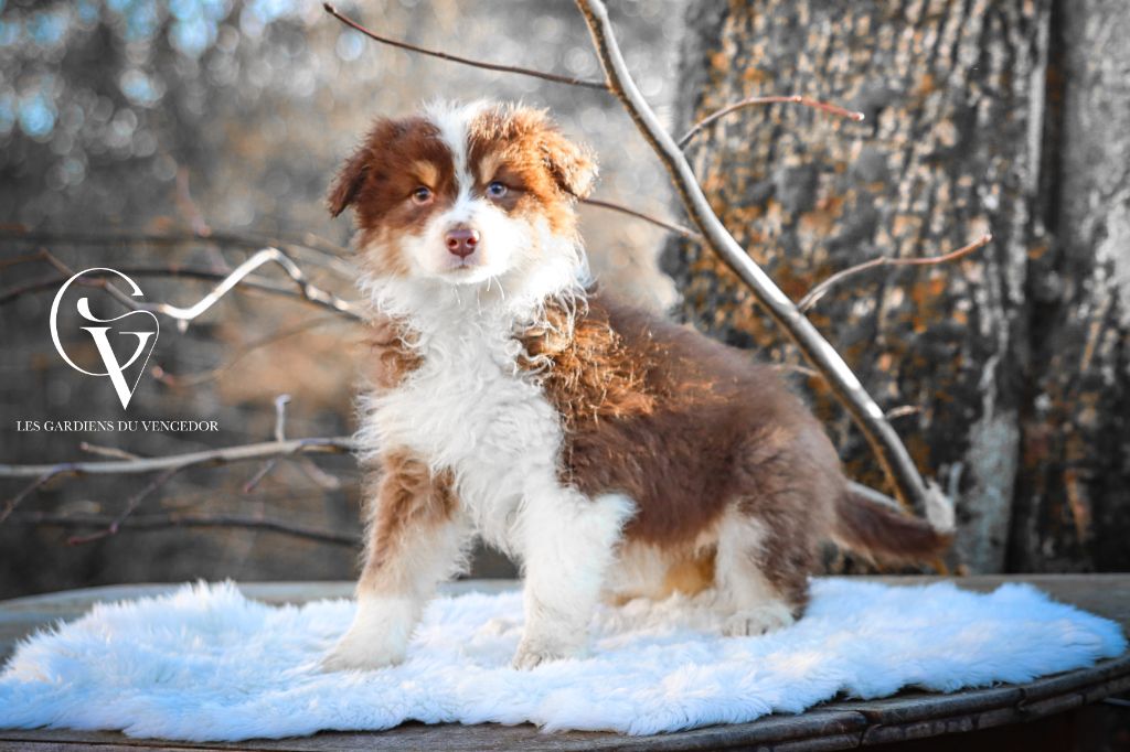 Florence Gerbeaux - Chiots disponibles - Berger Australien